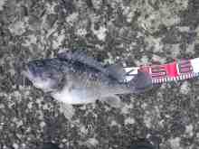 �������Ĳ̤��������-��������