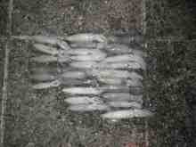 さくま青果の釣り日誌-マメイカ