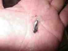 さくま青果の釣り日誌-墨汁嚢