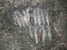 �������Ĳ̤��������-�ޥᥤ��