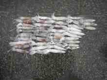 �������Ĳ̤��������-�ޥᥤ��