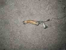 �������Ĳ̤��������-�ʥ��꡼