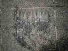 �������Ĳ̤��������-�ޥᥤ��