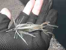 �������Ĳ̤��������-C4�������