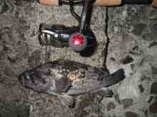 �������Ĳ̤��������-��������