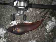 さくま青果の釣り日誌-ドンコ