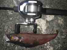 さくま青果の釣り日誌-ドンコ