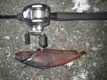 さくま青果の釣り日誌-ドンコ