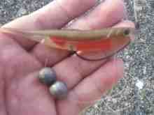 さくま青果の釣り日誌-フラッシュJ