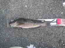 さくま青果の釣り日誌-アブラコ