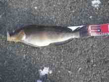 さくま青果の釣り日誌-アブラコ