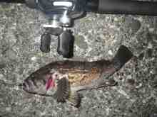 さくま青果の釣り日誌-クロソイ