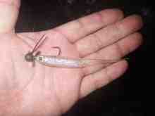 さくま青果の釣り日誌-マイラーミノー