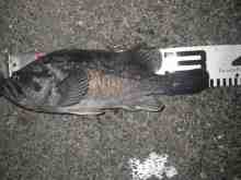 さくま青果の釣り日誌-クロソイ
