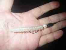 さくま青果の釣り日誌-バグズィー