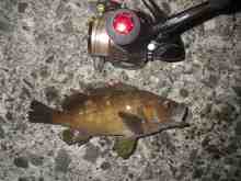 �������Ĳ̤��������-����