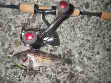 �������Ĳ̤��������-��������