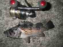 �������Ĳ̤��������-��������