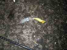 �������Ĳ̤��������-�ޥᥤ��