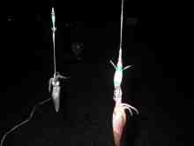 �������Ĳ̤��������-�ޥᥤ��