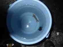 �������Ĳ̤��������-�ޥᥤ��