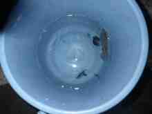 �������Ĳ̤��������-�ޥᥤ��