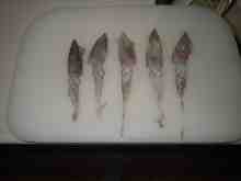 �������Ĳ̤��������-�ޥᥤ��