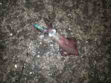 �������Ĳ̤��������-�ޥᥤ��