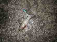 �������Ĳ̤��������-�ޥᥤ��