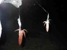 �������Ĳ̤��������-�ޥᥤ��