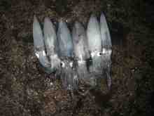 �������Ĳ̤��������-�ޥᥤ��