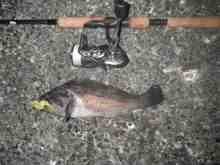 �������Ĳ̤��������-��������