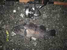 �������Ĳ̤��������-��������