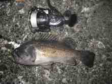 �������Ĳ̤��������-��������