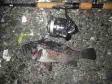 �������Ĳ̤��������-��������