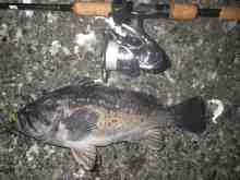 �������Ĳ̤��������-��������