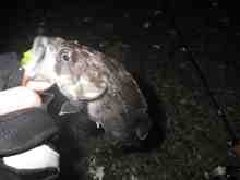 �������Ĳ̤��������-��������