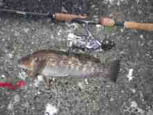 �������Ĳ̤��������-���ӥ饳