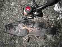 �������Ĳ̤��������-��������