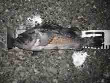 �������Ĳ̤��������-��������