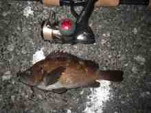 �������Ĳ̤��������-����