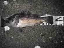 �������Ĳ̤��������-��������