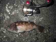 �������Ĳ̤��������-����