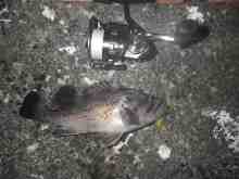 �������Ĳ̤��������-��������