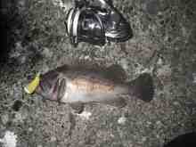 �������Ĳ̤��������-��������