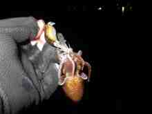 �������Ĳ̤��������-�ޥᥤ��