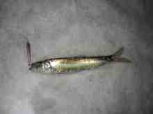 �������Ĳ̤��������-�˥���