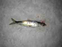 �������Ĳ̤��������-�˥���