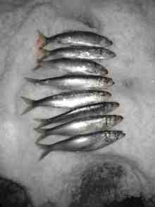 �������Ĳ̤��������-�˥���