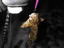 �������Ĳ̤��������-������